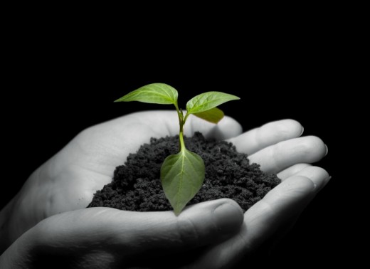 Hands holding sapling in soil